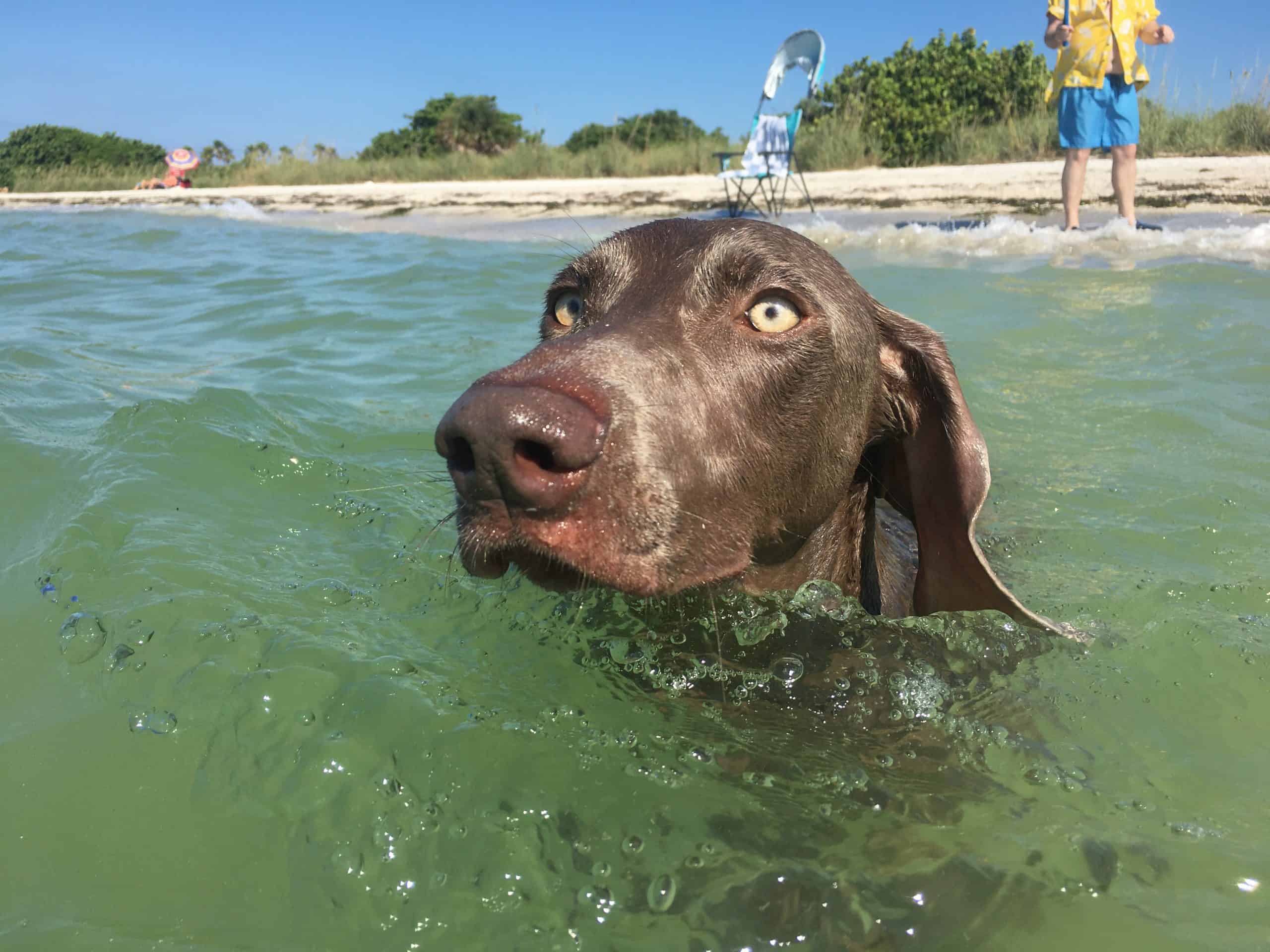 8 Best Dog Beaches in Tampa To Take Your Furry Friend - Florida Trippers