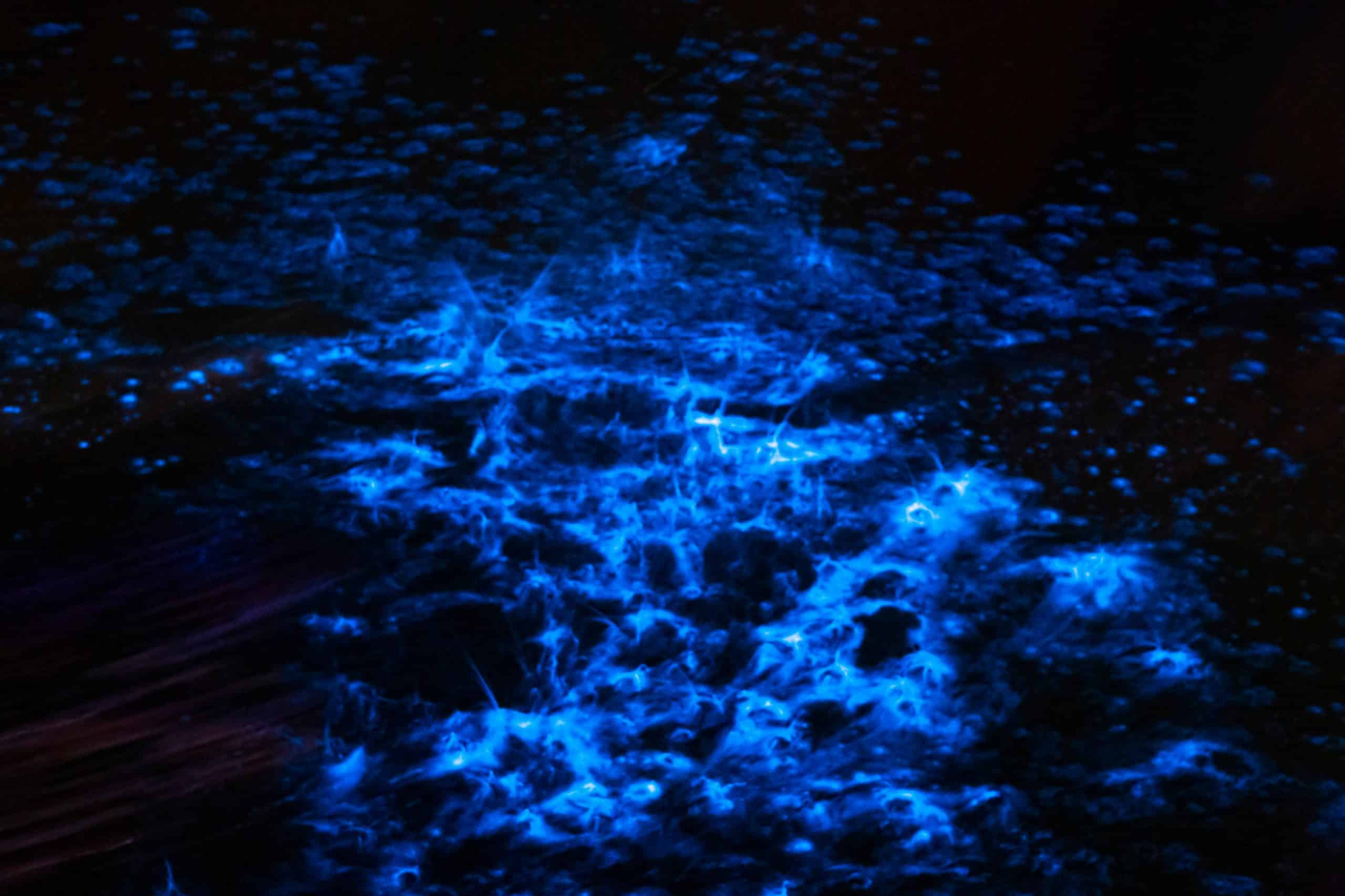 3 Places To Go Bioluminescent Kayaking in Florida Florida Trippers