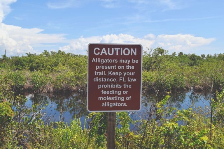 8 Things To Know Before Driving - Alligator Alley In Florida Trail Warning 768x512 